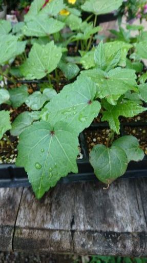 花オクラ苗 リコピン 厚木のその他の中古あげます 譲ります ジモティーで不用品の処分