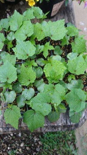 花オクラ苗 リコピン 厚木のその他の中古あげます 譲ります ジモティーで不用品の処分