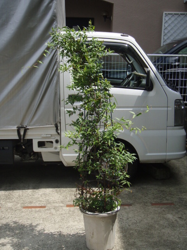 カロライナジャスミン行灯仕立て１０号h160ぐらい観葉花木 Basara 世田谷のその他の中古あげます 譲ります ジモティーで不用品の処分