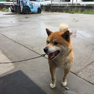 飼い主様決定致しました有難うございました。柴犬　甘えんぼ　絶対！...