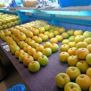 梨の直売所での選果作業です。
