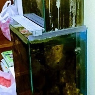 30CMオーバーフロー水槽