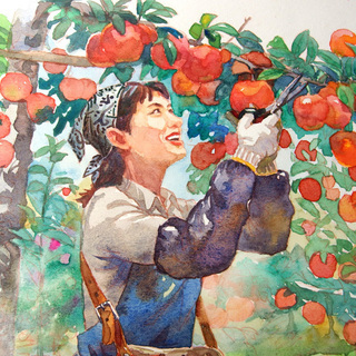 イラスト 原画 りんご収穫 肉筆原画 水彩画 手描き原画 プロ