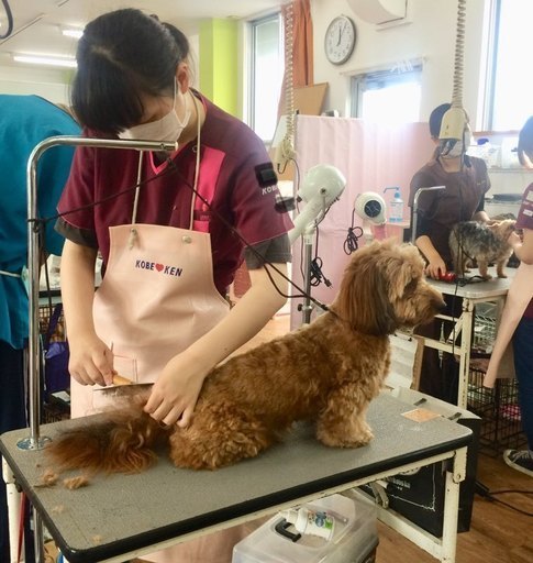 何ができる 日曜フリータイム制トリミング技術習得コース生徒募集 神戸愛犬美容専門学院神戸校 姫路校 神戸愛犬美容専門学院 姫路 のその他の生徒募集 教室 スクールの広告掲示板 ジモティー