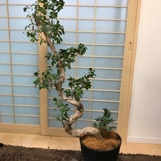 観葉植物 ガジュマル（取りに来れる方）