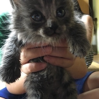 長毛子猫ちゃんの里親さん募集❗️の画像