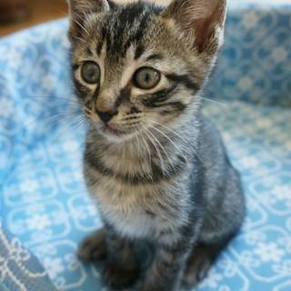 とっても元気で甘えん坊 サバトラ子猫さんです ミロくんのパパとママ 神戸の猫の里親募集 ジモティー