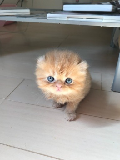 もふもふペルシャとアメリカンカールの子猫です Chocolat 妙高の猫の里親募集 ジモティー もふもふペルシャとアメリカンカールの子猫です Chocolat 妙高の猫の里親募集 ジモティー