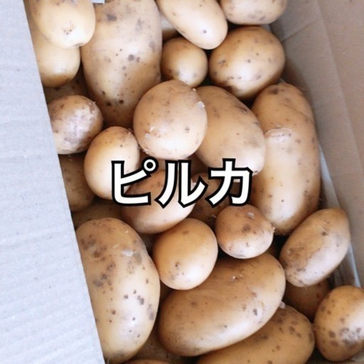 只今交渉中 じゃがいも ピルカ 希少 ケイティー 笛吹のその他の中古あげます 譲ります ジモティーで不用品の処分