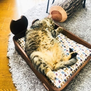kitty bed （木製）