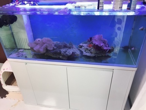 海水魚 オーバーフロー