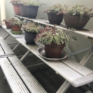 室外植物9鉢&棚