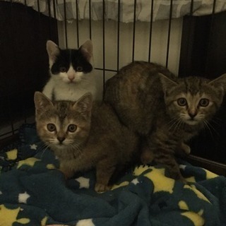 生後3カ月の3姉妹 - 猫