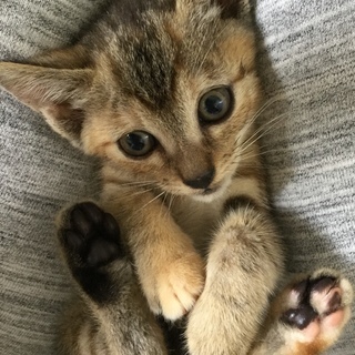 ありがとうございます！素敵なママに出逢えました❣️可愛い子猫  キジトラ  女の子☆幼い母猫からのレスキュー☆の画像