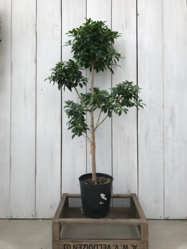 観葉植物 フィカス ナナ