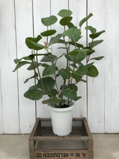 観葉植物 シーグレープ