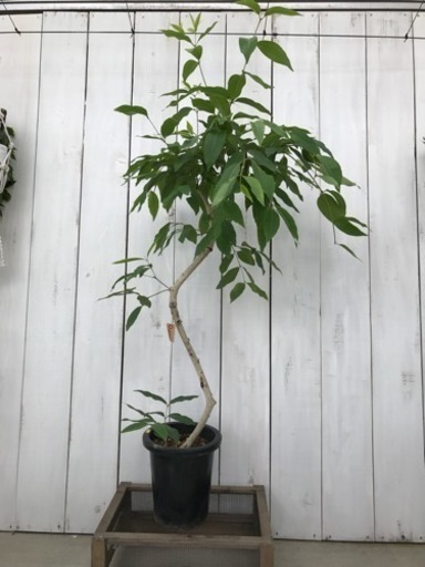 観葉植物 アマゾンオリーブ