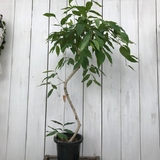 観葉植物 アマゾンオリーブ