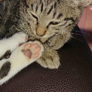虎模様の女の子です 里親募集しています 夏 福山の猫の里親募集 ジモティー
