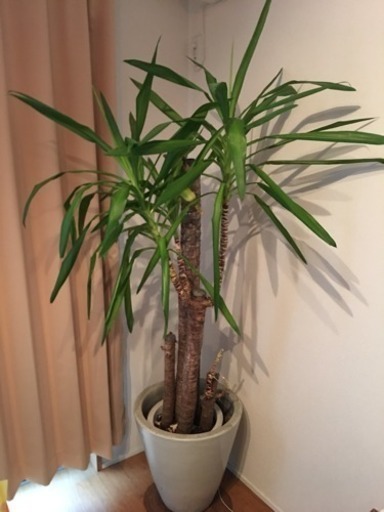 大型観葉植物 ユッカ 青年の木