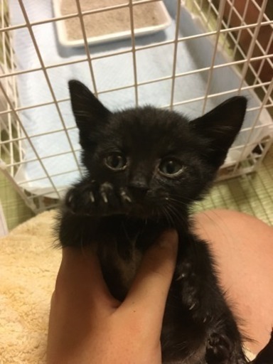 名古屋で拾った子猫の里親さん探してます (吉川 夏七子) 江南の猫の 