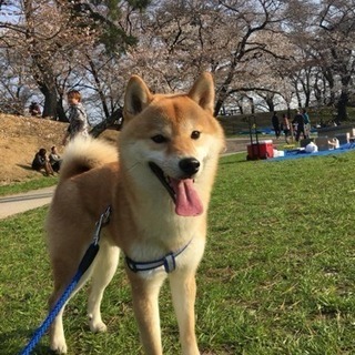 ☆一歳6ヶ月柴犬里親さま募集☆