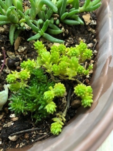 多肉植物 セダム 森村万年草 色mix g Mii 桑名のその他の中古あげます 譲ります ジモティーで不用品の処分