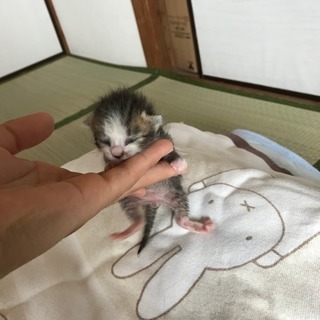 【里親募集】キジトラの子猫 − 千葉県