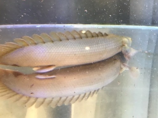 ポリプテルス ラプラティ？