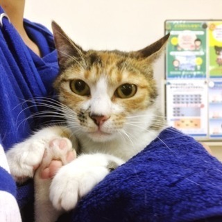7月1日(日) 猫の譲渡会 名古屋市港区 社会福祉法人 中部盲導犬協会 みなと猫の会主催 − 愛知県