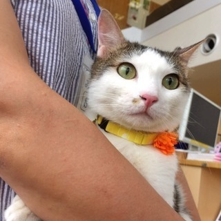 7月8日(日) 猫の譲渡会 名古屋市西区 ふれあい館 円頓寺商店...