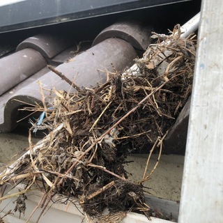 鳩の巣駆除致します。☆お客様の困ったを笑顔に☆ - 便利屋