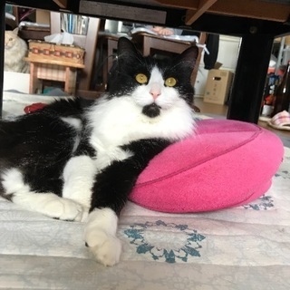 長毛白黒ハチワレ猫を探しています。