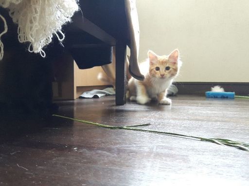 まだ小さいのに、母猫から引き離され、ミカンの箱に詰められて捨てられ 
