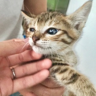 捨て猫ちゃん 助けてください(3匹とも決まりました！本当にありが...