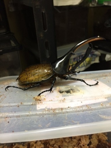 カブトクワガタ成虫セット