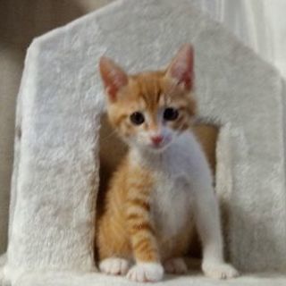 Tr中 ４月２４日生まれ珍しい茶トラのメス子猫 のぺぞを 目黒の猫の里親募集 ジモティー