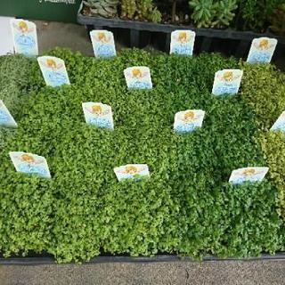 ベビーティアーズ 観葉植物 多肉植物 卸売り花問屋 昭和町のその他の中古あげます 譲ります ジモティーで不用品の処分