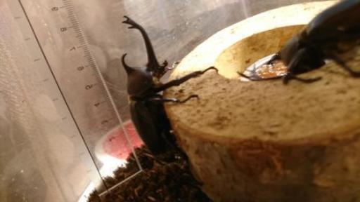 カブトムシ好きな子供に無料で差し上げます Beetle 鹿児島のその他の中古あげます 譲ります ジモティーで不用品の処分