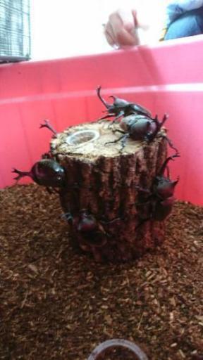カブトムシ好きな子供に無料で差し上げます Beetle 鹿児島のその他の中古あげます 譲ります ジモティーで不用品の処分