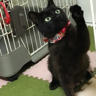 まっくろくろすけちゃん 一歳にゃり 保護猫倶楽部 札幌の猫の里親募集 ジモティー