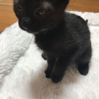 「保護猫ちゃん」4月10日生まれの甘えん坊さん - 新潟市