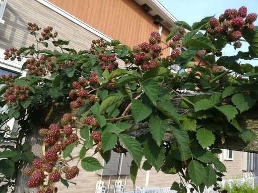 ブラックベリー苗 チャンコロビーム 真岡のその他の中古あげます 譲ります ジモティーで不用品の処分