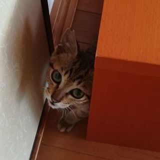 【我が家の猫となりました】里親募集！近所で猫を保護しました！パート２ - 猫