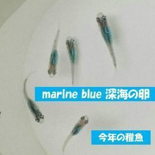 【送料・容器代無料】メダカ       マリンブルー深海/有精卵...