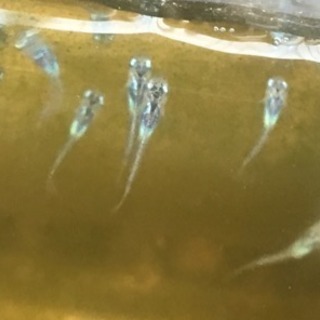 ミユキメダカの稚魚 幼魚 メダカ 大和のその他の中古あげます 譲ります ジモティーで不用品の処分