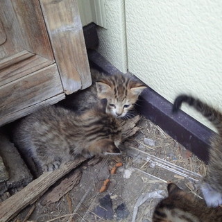 家の庭に住んでる野良猫の仔猫、可愛いよ！！