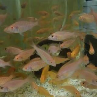 熱帯魚 アフリカンシクリッド の稚魚をお譲りします Tetsu 磐田のその他の中古あげます 譲ります ジモティーで不用品の処分 熱帯魚 アフリカンシクリッド の稚魚をお譲りします Tetsu 磐田のその他の中古あげます 譲ります ジモティーで不用品の処分