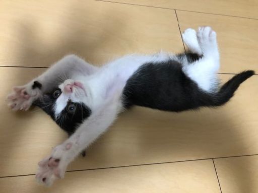 生後2ヶ月 推定 ハチワレ赤ちゃん子猫 ユキ 熊本の猫の里親募集 ジモティー 生後2ヶ月 推定 ハチワレ赤ちゃん子猫 ユキ 熊本の猫の里親募集 ジモティー
