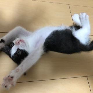生後2ヶ月(推定) ハチワレ赤ちゃん子猫 - 猫
